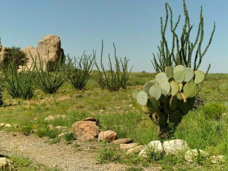Pancake Prickly Pear Cactus